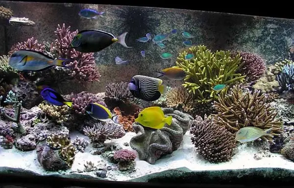 نگهداری آکواریوم آب شور