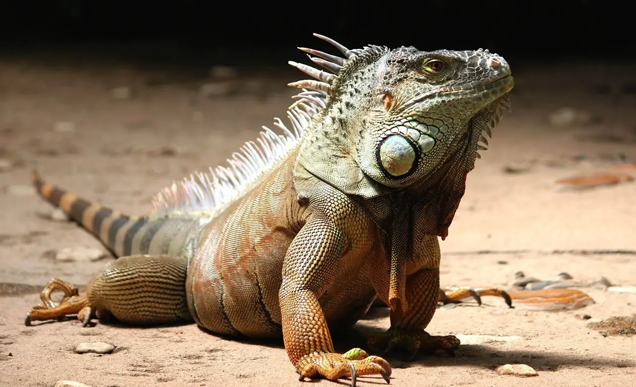 نگهداری خزندگان در منزل